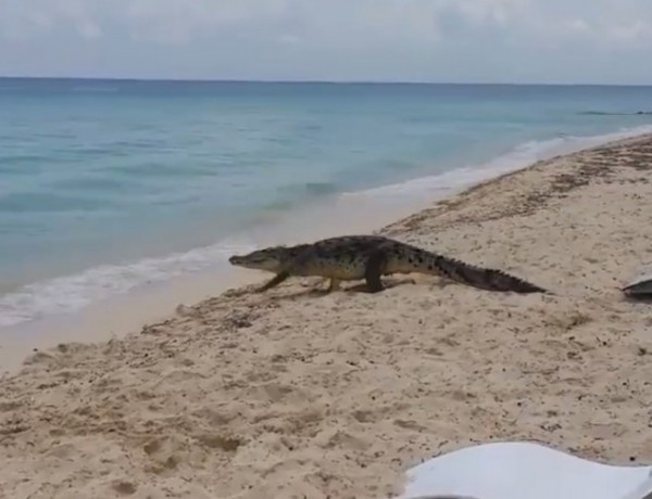 Крокодил се разходи между туристи на плажа ВИДЕО