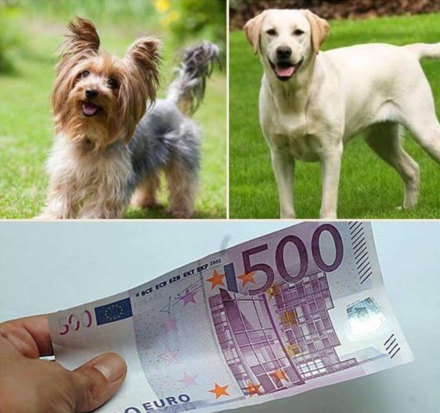 Измамата с фалшиви 500 евро в Асеновград се оказа серийна! Пропищяха и други собственици на кучета