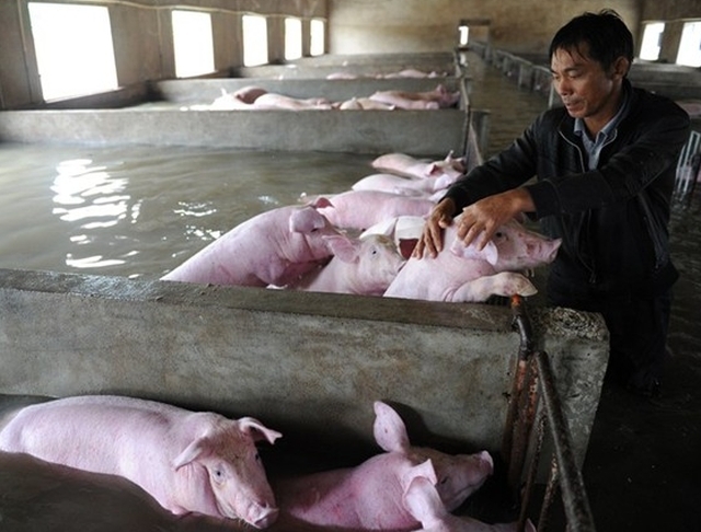 Спасители измъкнаха 6000 прасета от наводнена ферма ВИДЕО