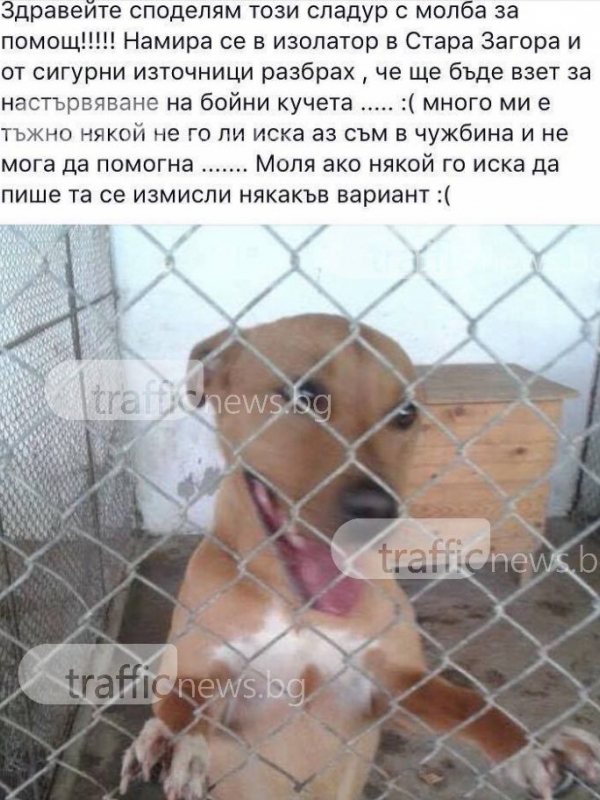 Пловдивчанин спаси куче от сигурна смърт! Щяло да бъде пуснато за настървяване на бойни породи