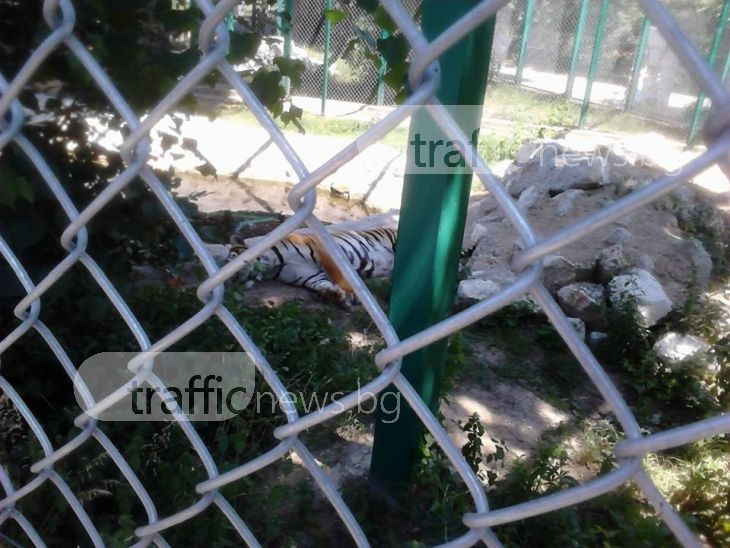 Градска радост! Новородени тигърчета в пазарджишкия зоопарк! СНИМКИ