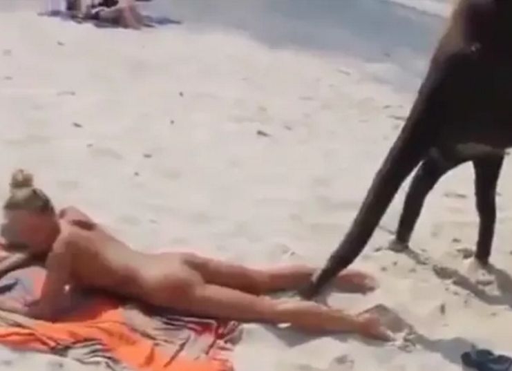 Слон обезчести туристка на плажа ВИДЕО 18+