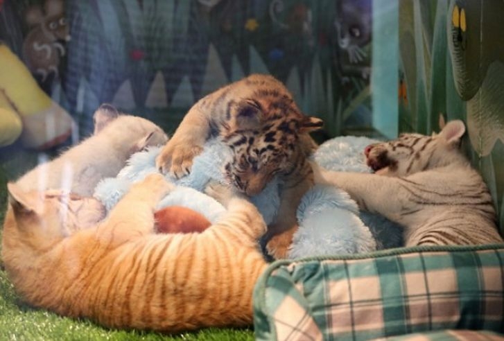 Двойна радост! Още две тигърчета се родиха в пазарджишкия зоопарк! 