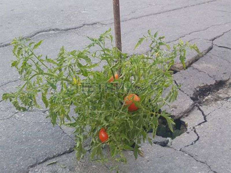 Асфалтът се оказа плодороден! Дупки на улиците раждат домати СНИМКИ