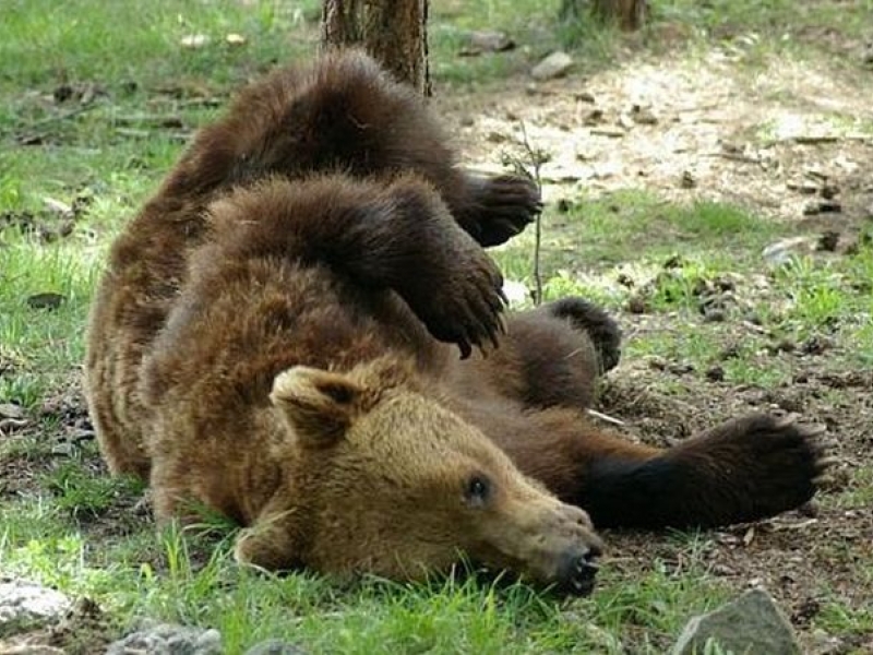 Откриха мечка, убита от бракониери в Девинско