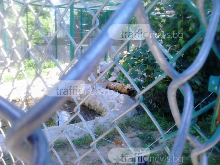 Пловдивският зоопарк не може да осинови трите новородени тигърчета в Пазарджик