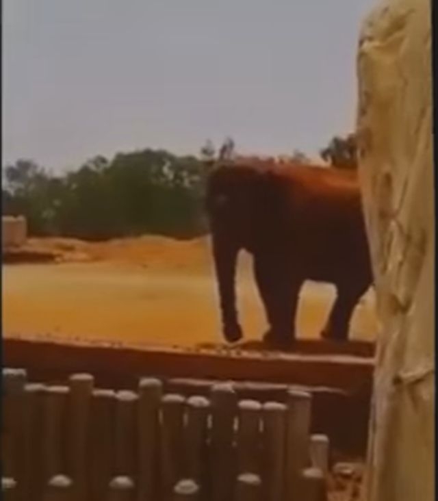Дете загина в зоопарка, след като слон хвърли камък по него ВИДЕО