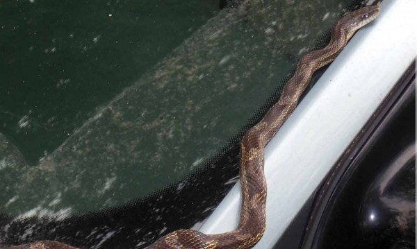Змия се напъха в колата на смолянчанин