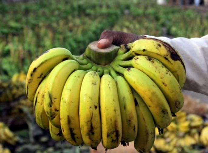 Изчезват ли бананите? 