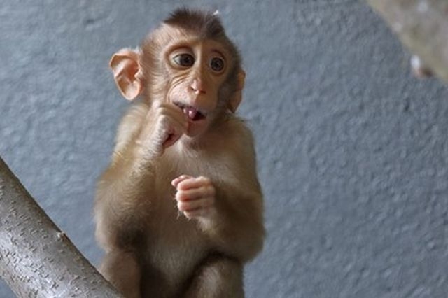 Какво се случва с 6-месечната маймунка Алф СНИМКИ