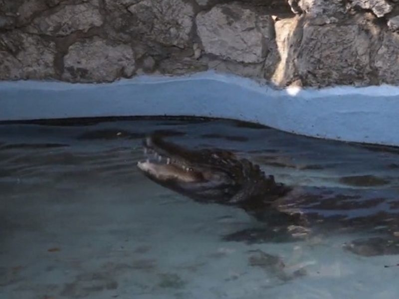Вижте най-стария алигатор в света ВИДЕО