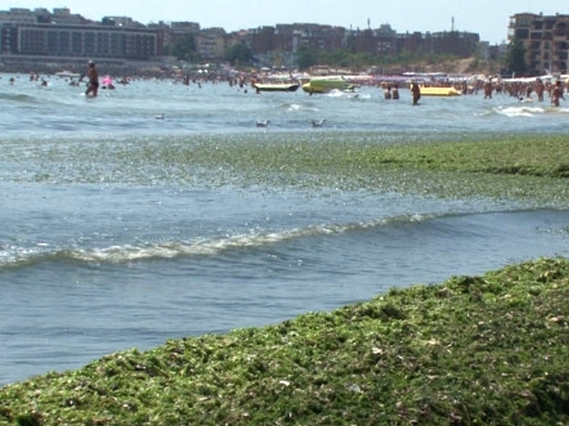 Водорасли покриха плажа в Бургас, спъват летовниците