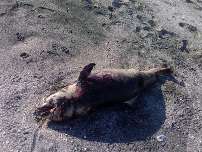 Делфин с прободна рана изхвърли морето край Поморие 