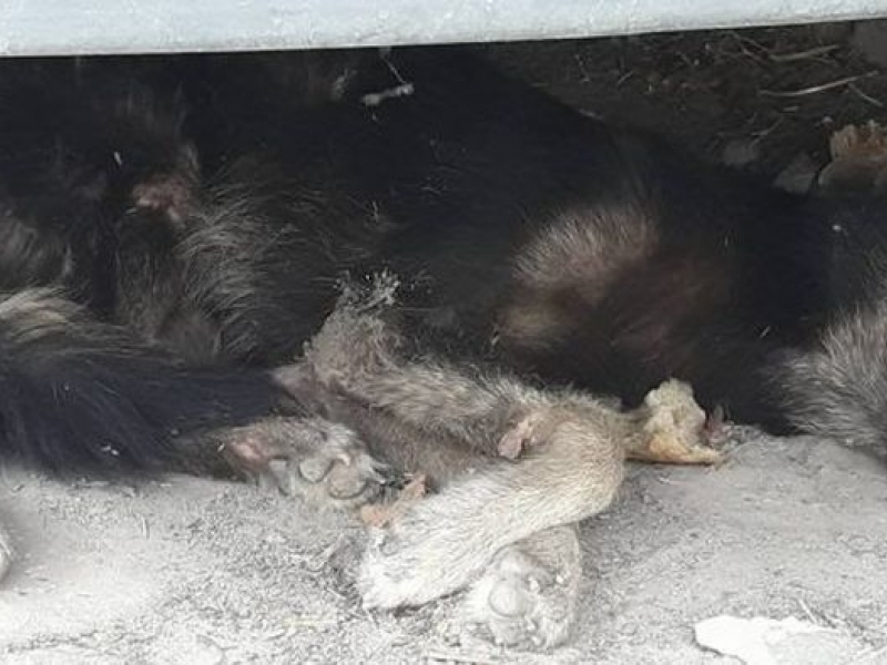 Поредно насилие върху животно в Пловдивско! Цигани влачеха и биха малко кученце СНИМКИ