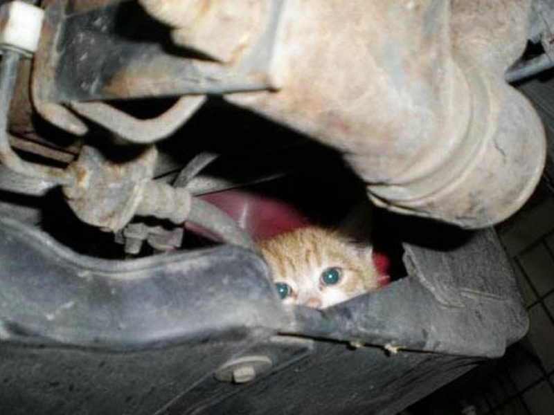 Коте герой оцеля след цял ден престой под капака на движеща се кола