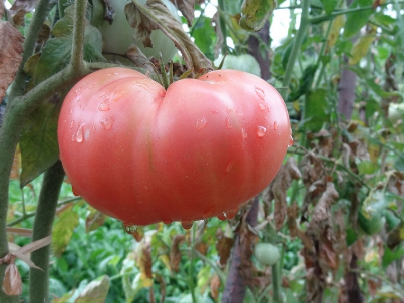 Българският домат е най-вкусен в света! Заради климата е