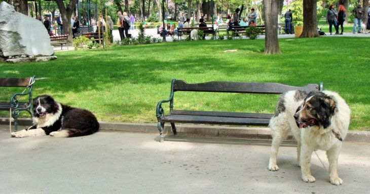Забраниха разходките на кучета в Цар-Симеоновата градина! Стопани готвят протест