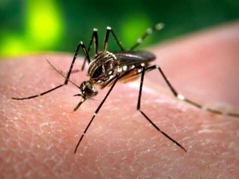 Лесен и ефикасен начин да се отървем от досадните комари 
