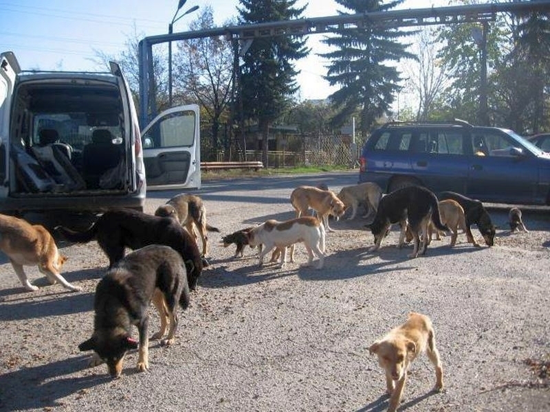 РАЗСЛЕДВАНЕ: Насилие над кучета, или къде изчезнаха безследно животни в пловдивско село