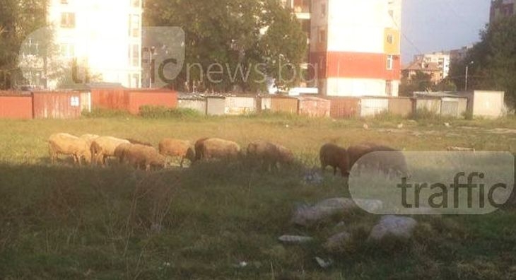 Стадо овце и кози зобват градска трева пред жилищен блок в Пловдив СНИМКИ