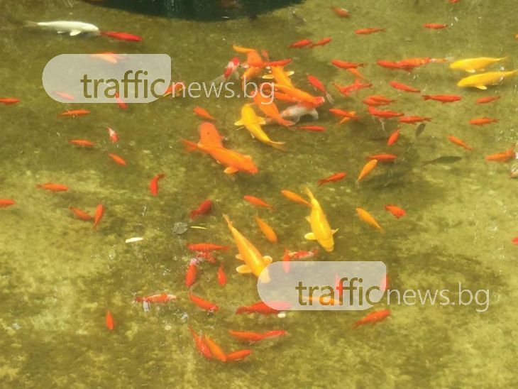 Стотици рибки събират погледите на пловдивчани в Цар-Симеоновата градина СНИМКИ