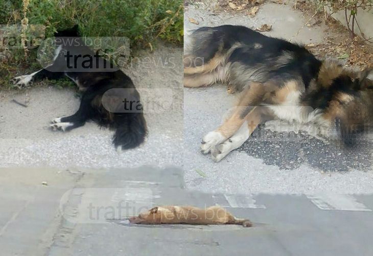 Труповете на три отровени кучета лежат зловещо на шосето в село Труд СНИМКИ