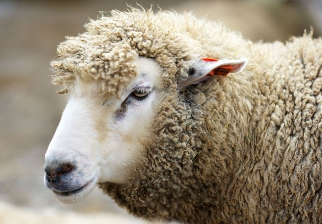 Откраднаха овца на 38-годишен животновъд от Кърнаре
