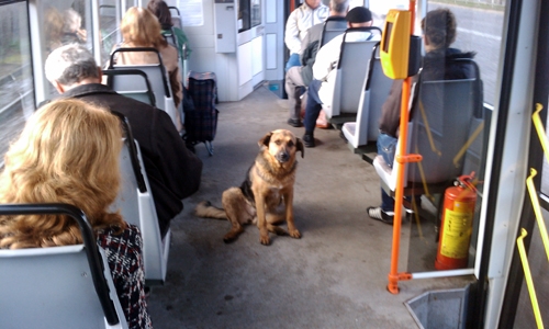 Може ли да пътуваме с кучето или с големи багажи в автобусите в Пловдив?