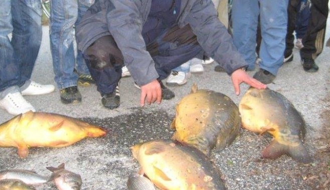 Пловдивски риболовци алармират: На 9 октомври се задава брутална касапница на Гребния канал! СНИМКИ