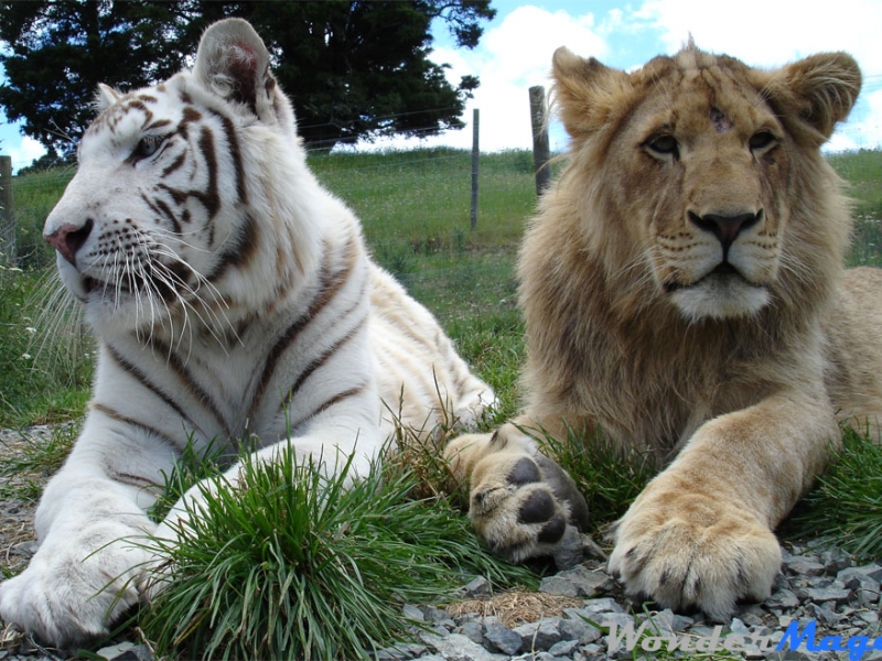 Тигри, лъвове и пантери в пловдивския зоопарк, но по-нататък СНИМКИ