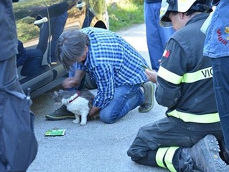 Спасиха котарак, стоял 32 дни под развалините след земетресение