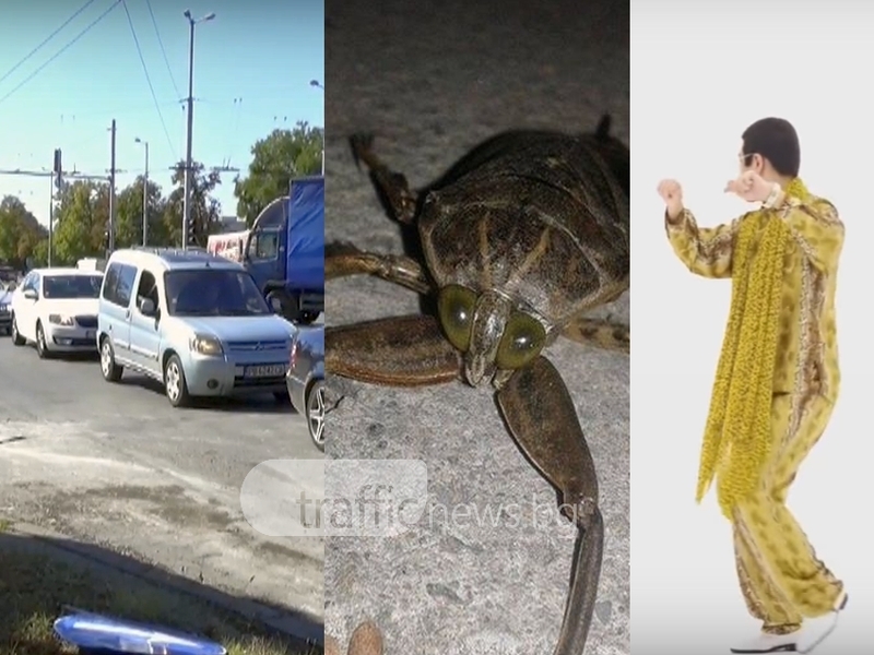ЕМИСИЯ НОВИНИ: Инфарктни ситуации на пътя, нашествие на буболечки в Пловдив и нов YouTube хит