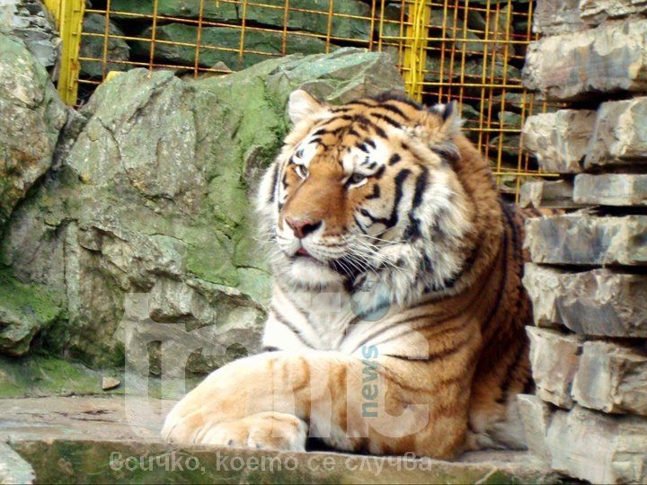 Пловдивският зоопарк ще си има тигър 