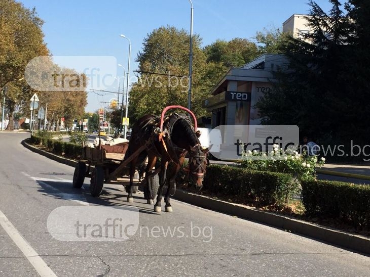 Каруцар втрещи пловдивчани: паркира каруцата заедно с коня насред оживен булевард СНИМКИ