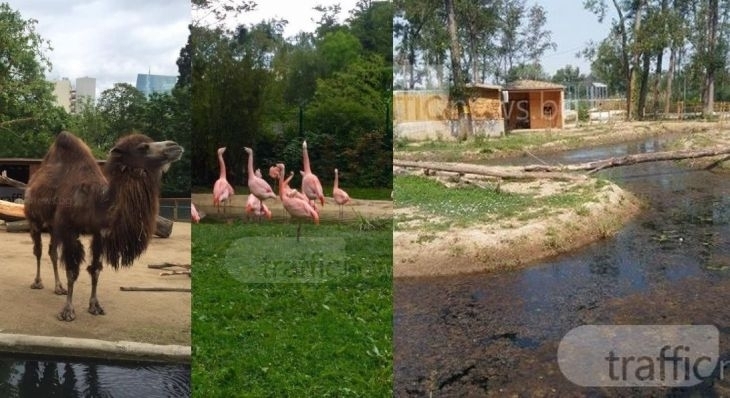 37 екзотични животни скоро ще заживеят в пловдивския зоопарк ВИДЕО