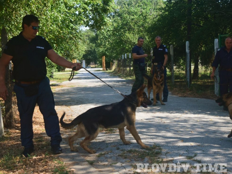 Немска овчарка от пловдивската полиция надушва терористи и оръжия 