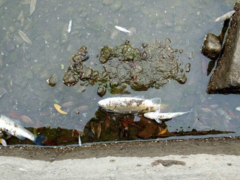 Мъртва риба в река Чепеларска,  КЦМ и Агрия са на мушката на екоинспекторите