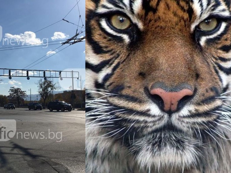 Бойко Борисов пътува за Пловдив, подарява бенгалски тигър на Зоопарка! СНИМКИ