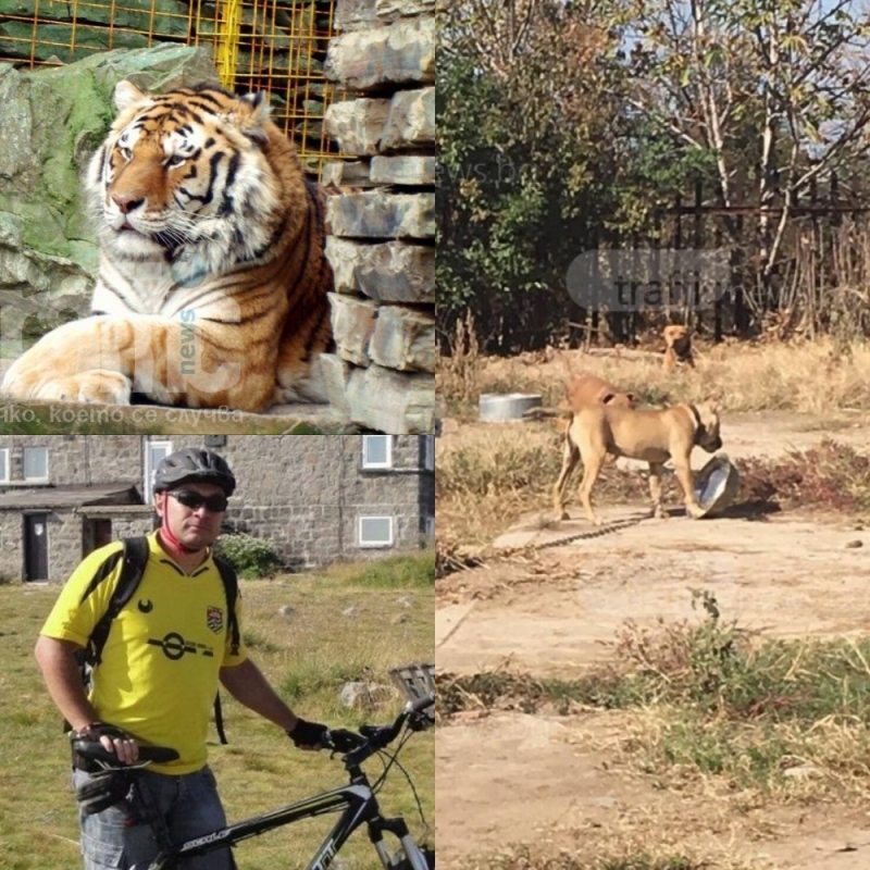 ЕМИСИЯ НОВИНИ: Пети ден издирват пловдивчанин, питбули си търсят дом, а зоопаркът - тигрица