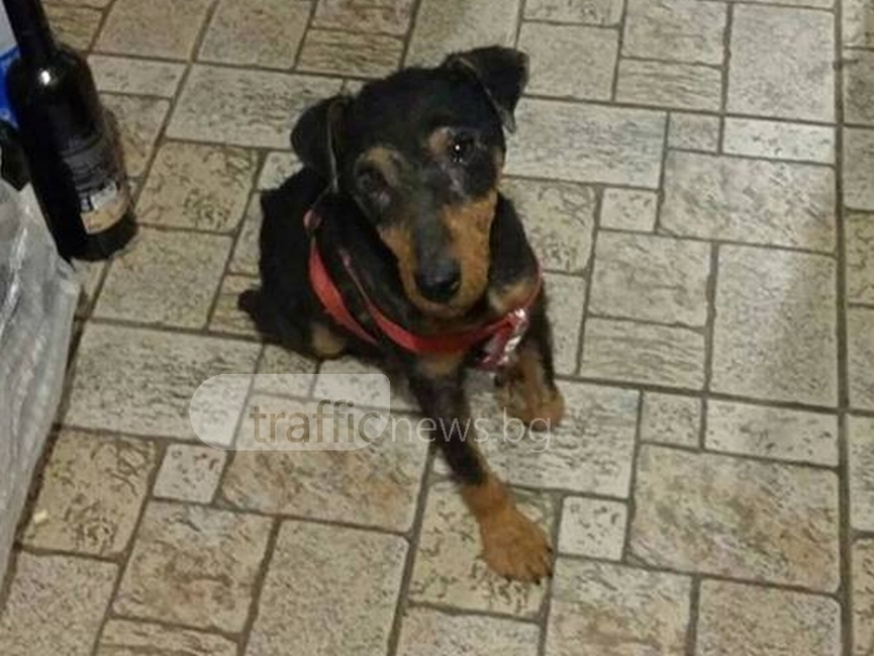 Куче изчезна в Пловдив! Собствениците молят за помощ за намирането му СНИМКИ