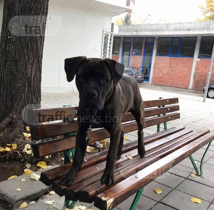Виждали ли се това куче? Стопаните му го търсят из Пловдив СНИМКИ
