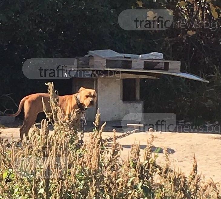 Собственикът на бойните питбули, поискал да си вземе кучетата от пловдивския приют СНИМКИ