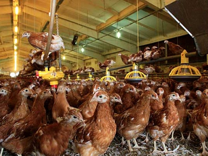 Унищожиха хиляди болни кокошки и пилета от птицеферма до Велинград