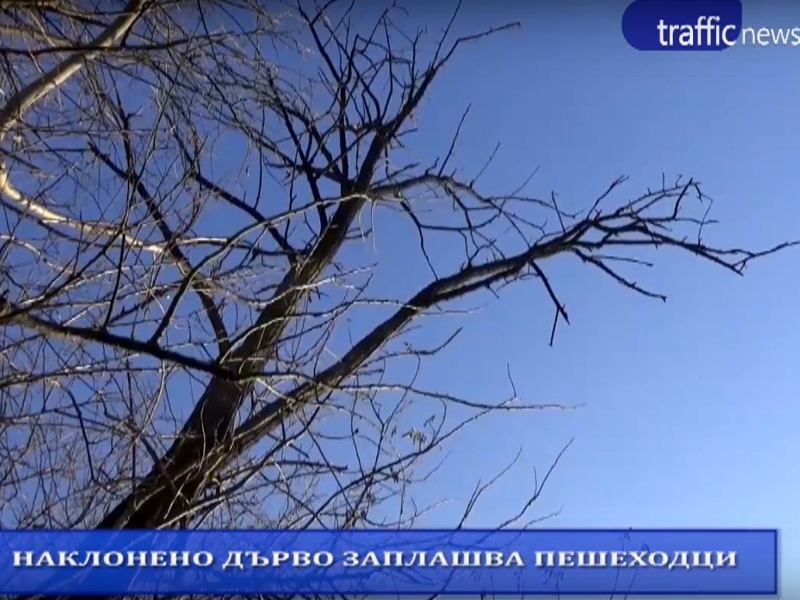 Риск на улицата: Опасно дърво в Пловдив може всеки момент да премаже кола или човек ВИДЕО