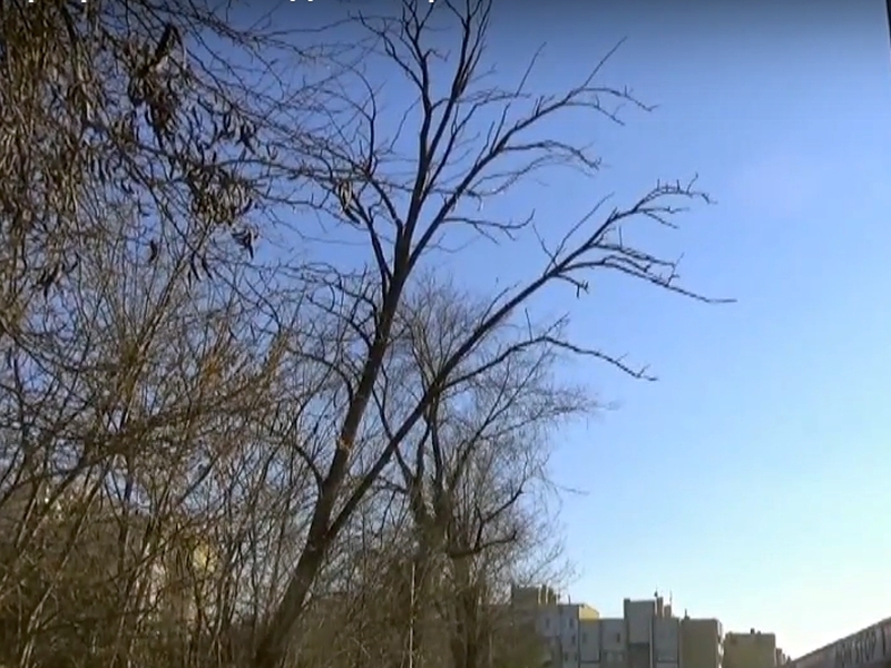 След сигнал на TrafficNews.bg: Премахнаха опасно дърво в Пловдив ВИДЕО