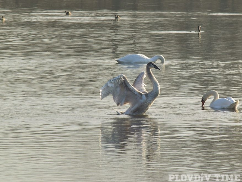 Ято красиви лебеди реши да зимува в Пловдив СНИМКИ 