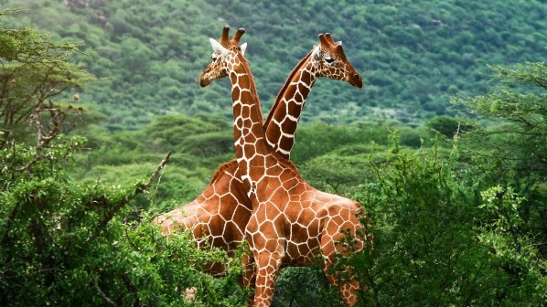 Природозащитници алармират: Жирафите изчезват!