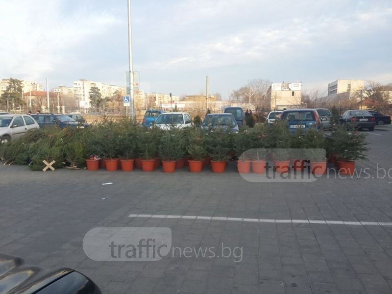 В Пловдив: Елхите за Коледа стигат 100 лева, пловдивчани предпочитат изкуствени ВИДЕО