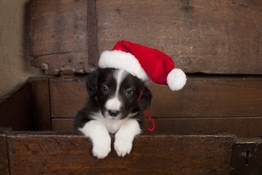 Коледа наближава... Да помогнем на бездомните и болни кучета и котки на Пловдив!