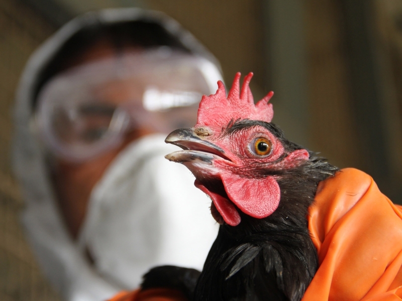 Има ли опасност за хората след заразата с птичи грип в Пловдивско? ВИДЕО